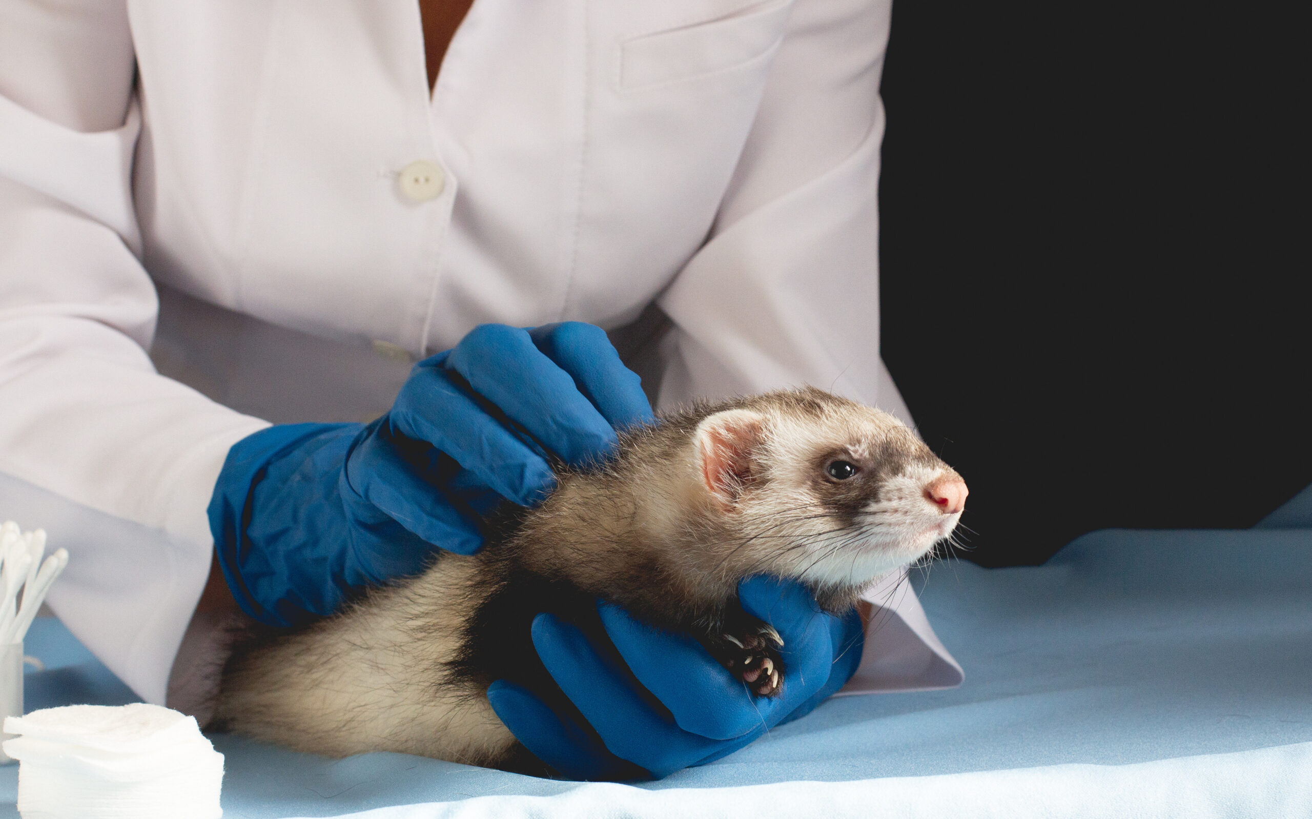 Ferrets and the Gut Microbiome