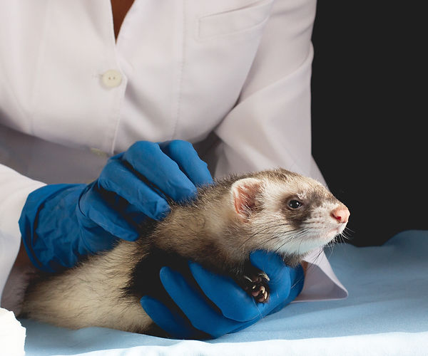 ferret feces test