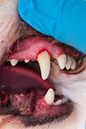 dog has a runny nose