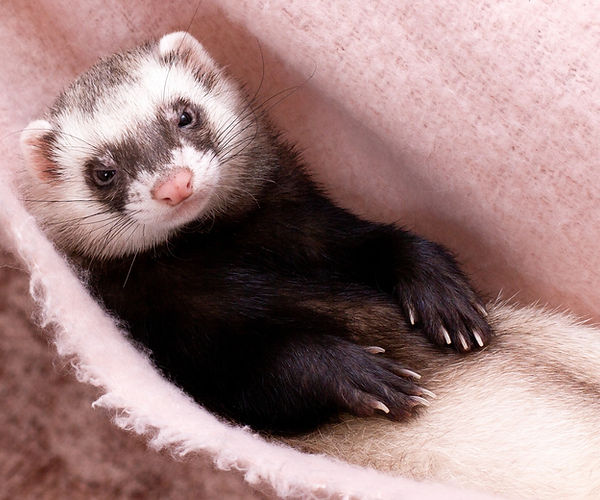 Ferret Fungal Infection Test Diagnosis