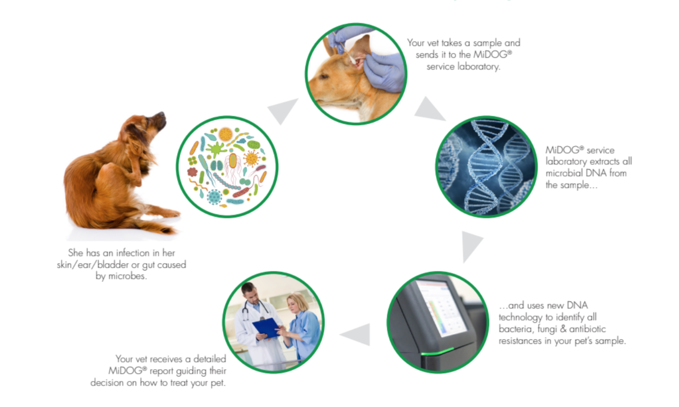 Next-Gen DNA Sequencing Technology in Veterinary Medicine