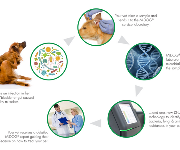 Next-Gen DNA Sequencing Technology in Veterinary Medicine