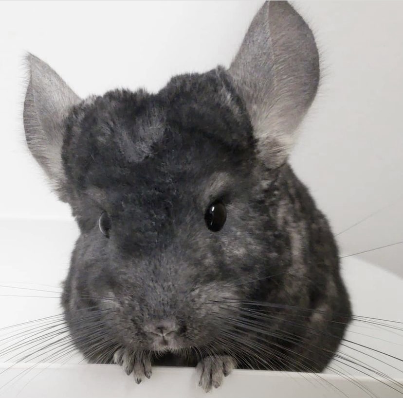 Bacterial Infections Chinchilla