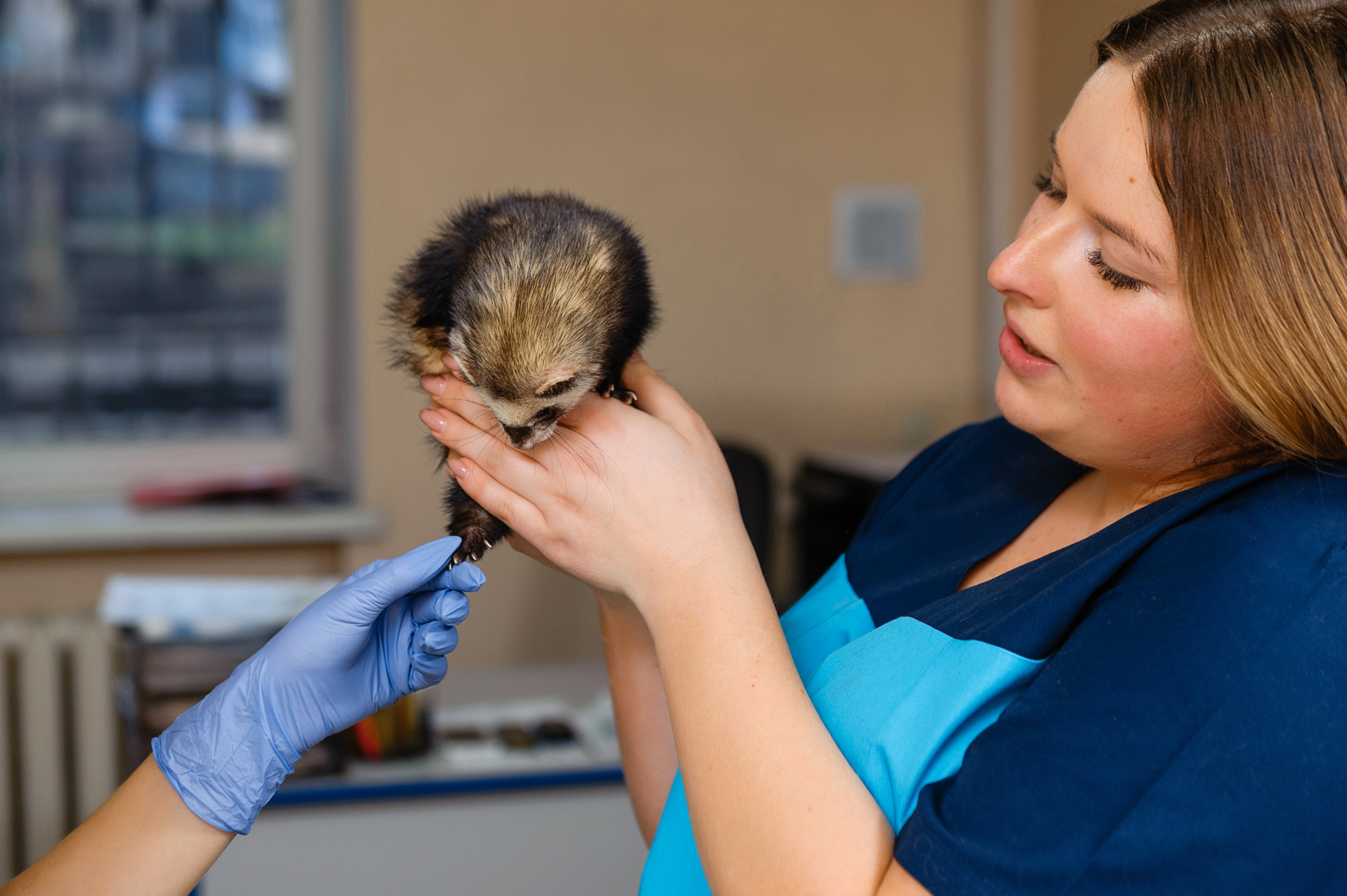 Urolithiasis: Diagnosing Urinary Tract Obstructions in Ferrets