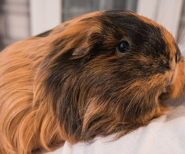 Respiratory Disorders in Guinea Pigs