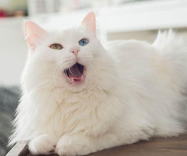 Feline Chronic Gingivostomatitis