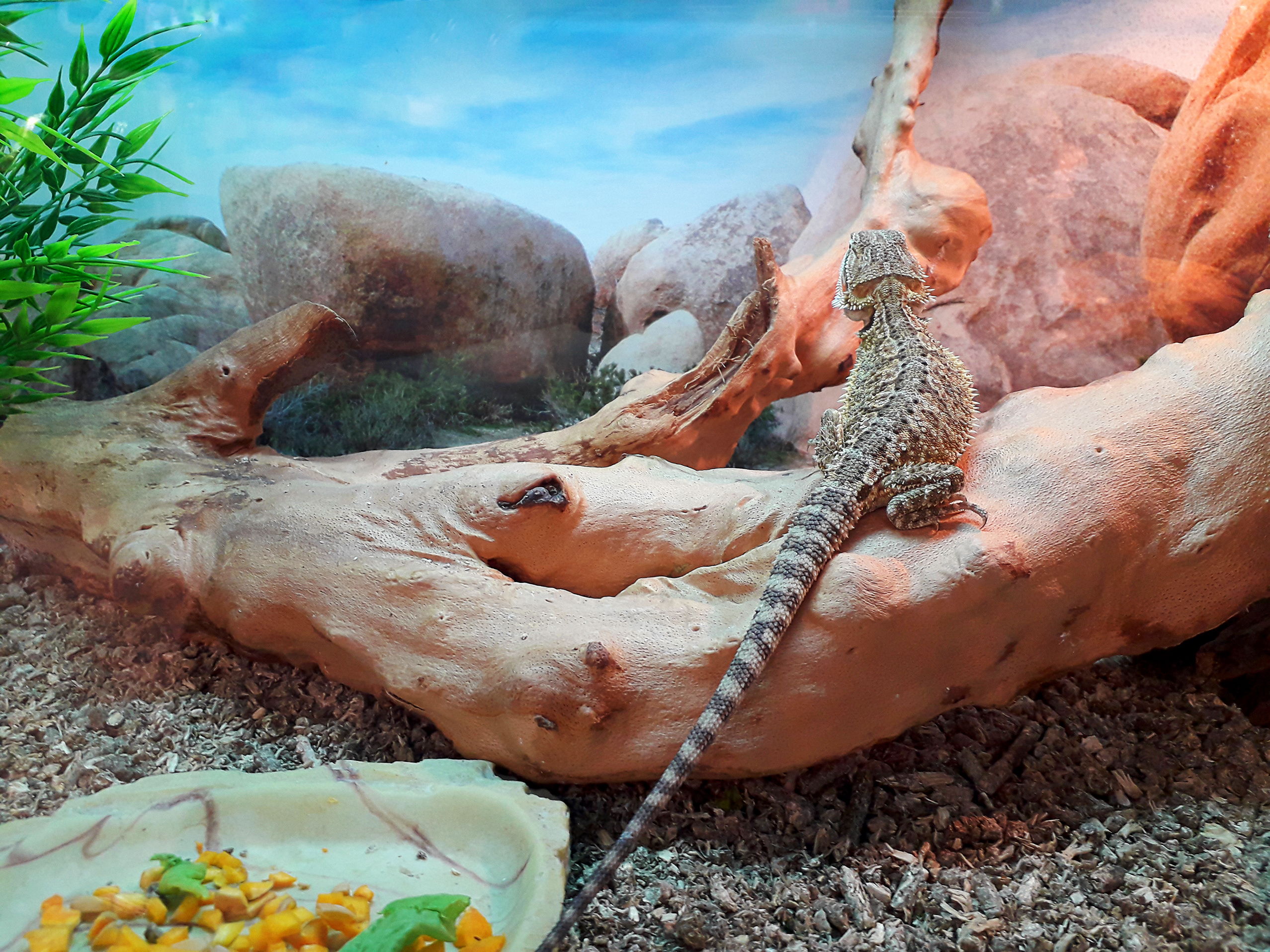 Bearded Dragons and Salmonella
