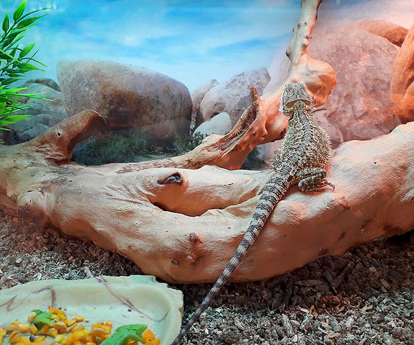 The image above depicts a healthy bearded dragon in a well-maintained terrarium. 