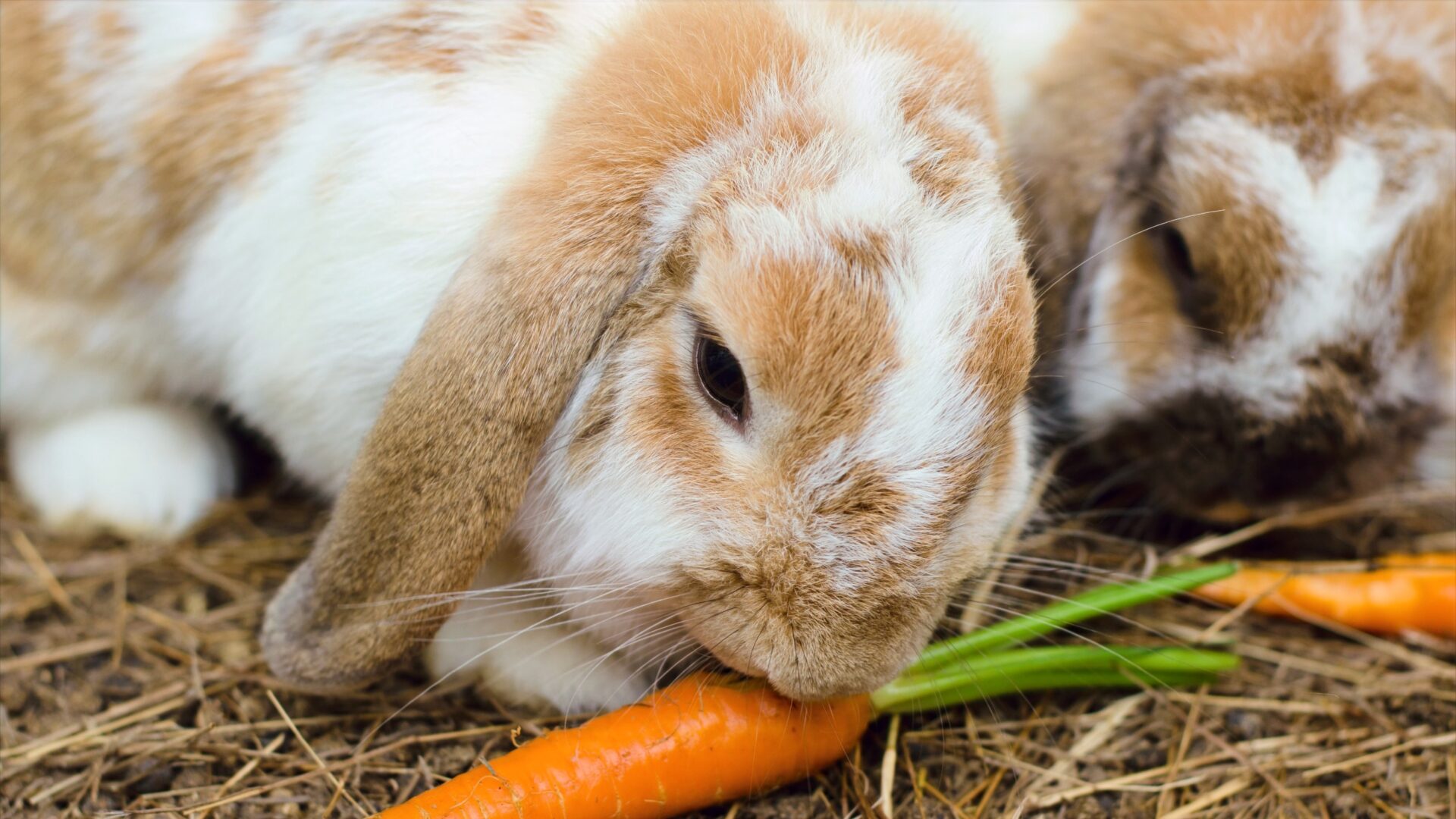 Lop-eared Rabbits