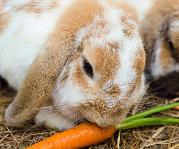 Bunny Rabbit Lop-eared Ear infection