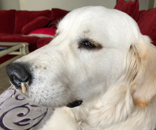 runny nose dogs