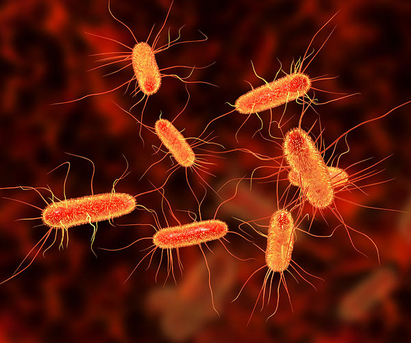 The image above depicts Escherichia coli.