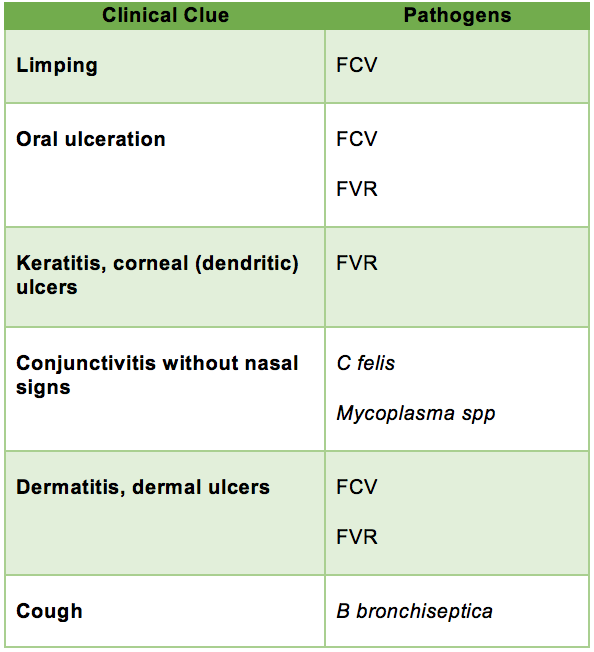 Feline Respiratory Disease Complex