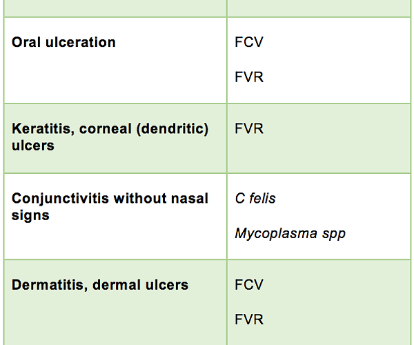 Feline Respiratory Disease Complex: How to Identify Respiratory Infections in Your Cat