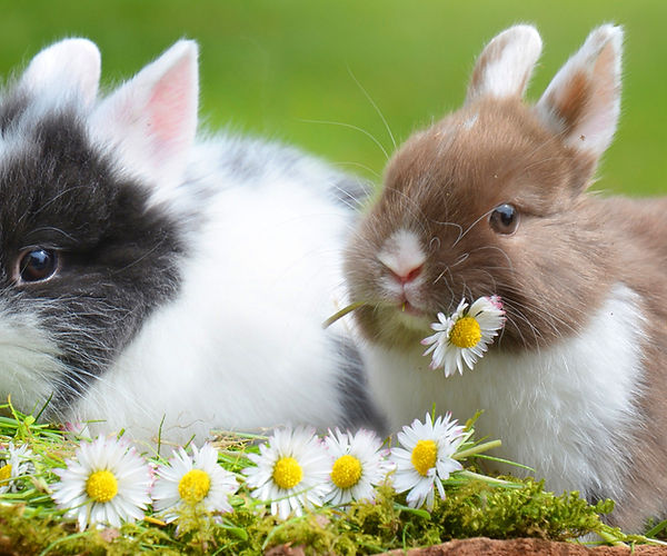 rabbit fecal testing