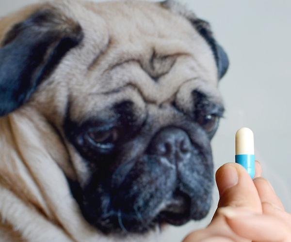 Common Chronic Infections In Pets