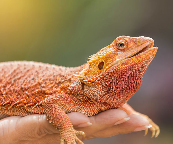 Bearded dragons are asymptomatic carriers of Salmonella.