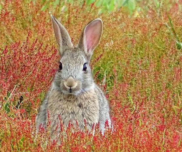 Infection rabbit bunny diagnose symptoms treat