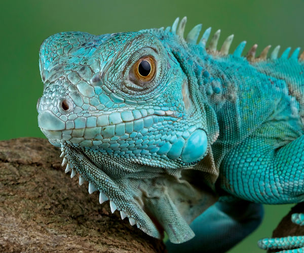 Stomatitis: Diagnosing Mouth Infections in Reptiles