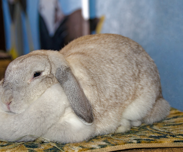 Overweight rabbits are at a higher risk of lower urinary tract disorders. 