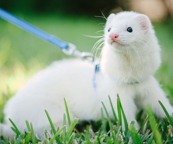 Ferret Urinary Tract Infection UTI Obstruction