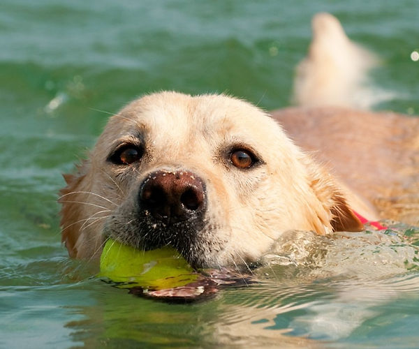 Canine Leptospirosis: Diagnosing Infectious Diseases In Your Dog