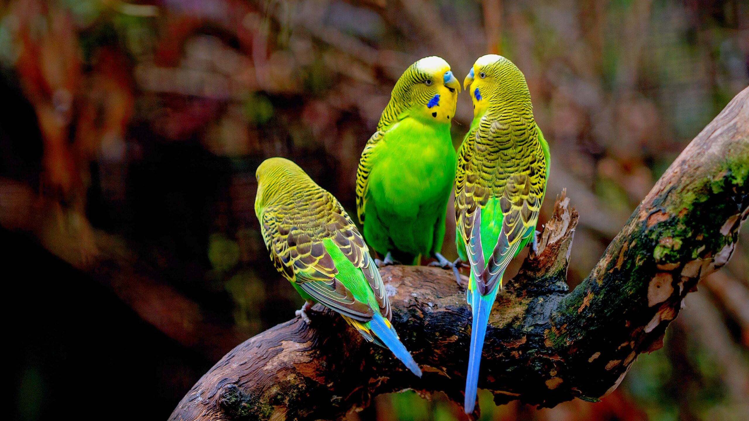 Skin Microbiota of Quaker Parrots: Advancements in Avian Clinical Diagnostics