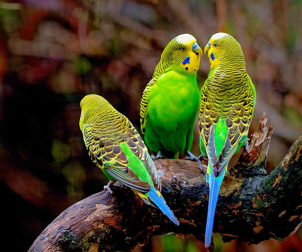 Parakeets enjoy relatively humid environments.