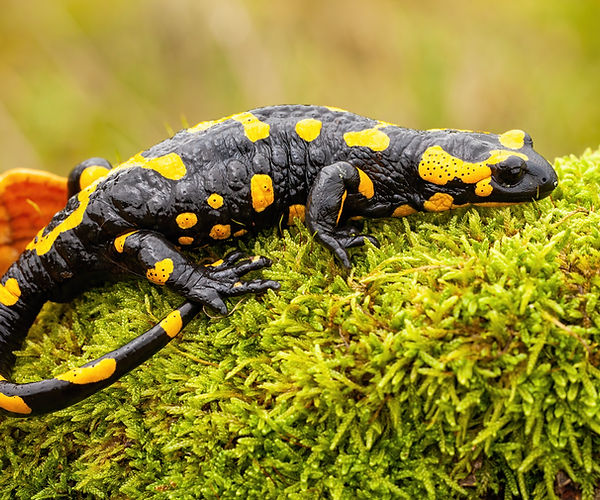 Fungal diseases pose an alarming problem for salamanders, with chytrid disease. 