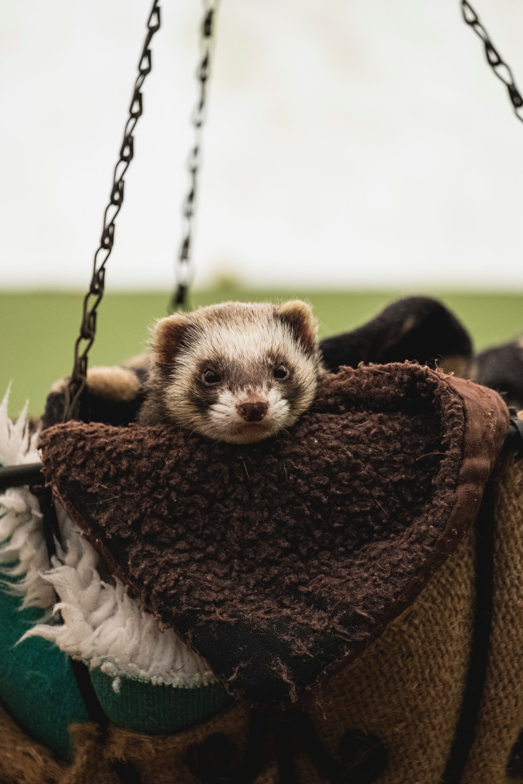 diagnosing urinary tract infections in ferrets
