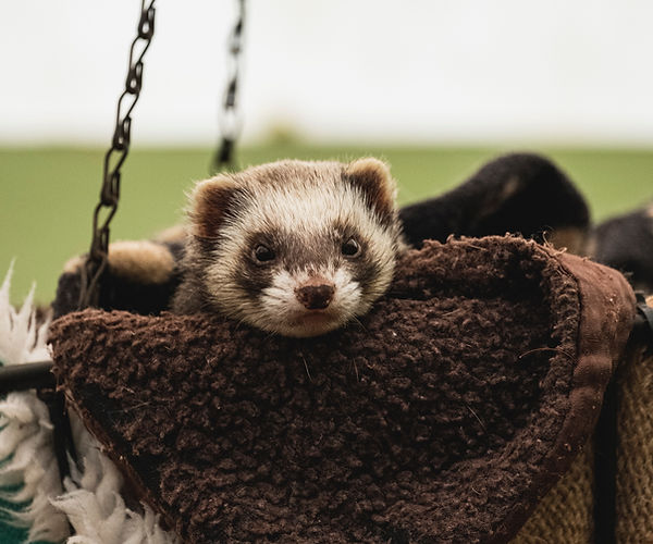 Ferret, UTI, urinary tract infection