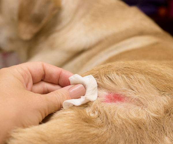 Pyoderma on dogs hindquarters