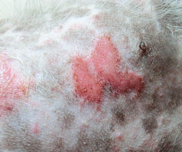 Pyoderma in dogs