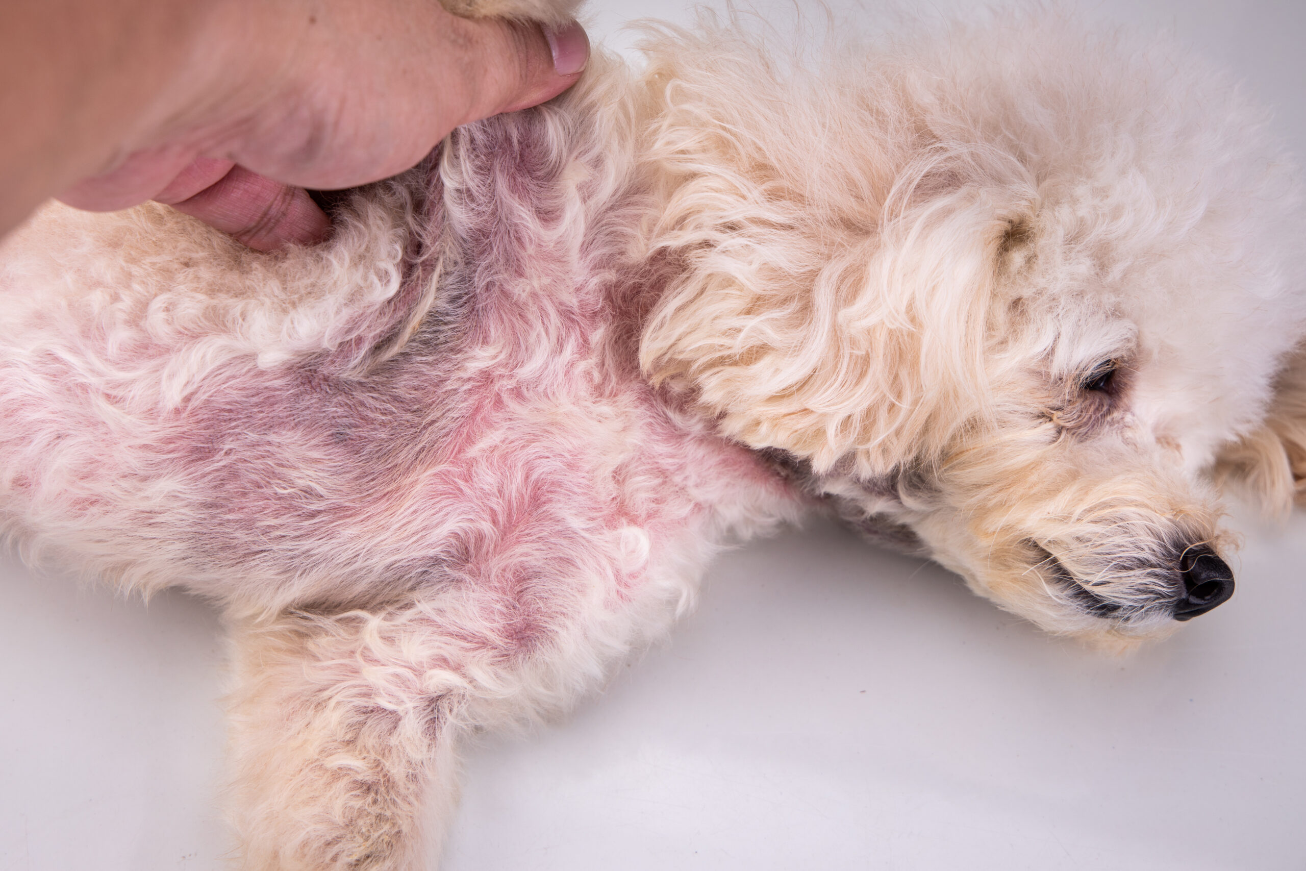 Pyoderma Dogs