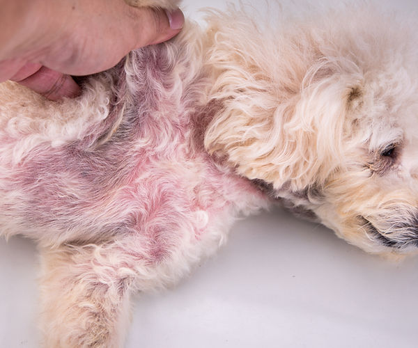 Pyoderma on dogs chest