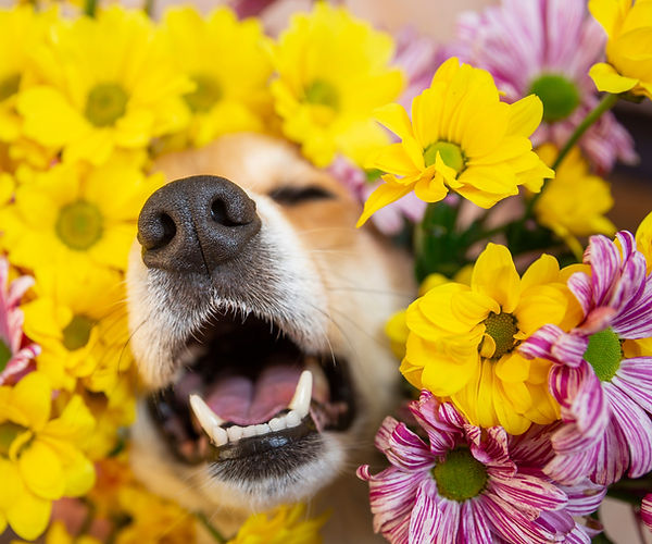 Sneezing and Nasal Discharge in Dogs