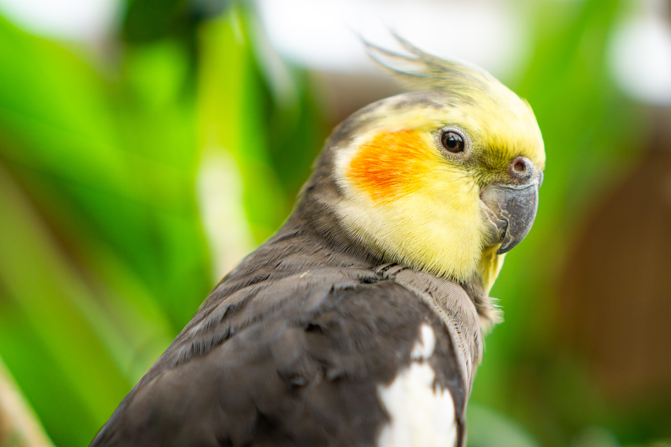 How to Detect Candida in Cockatiels