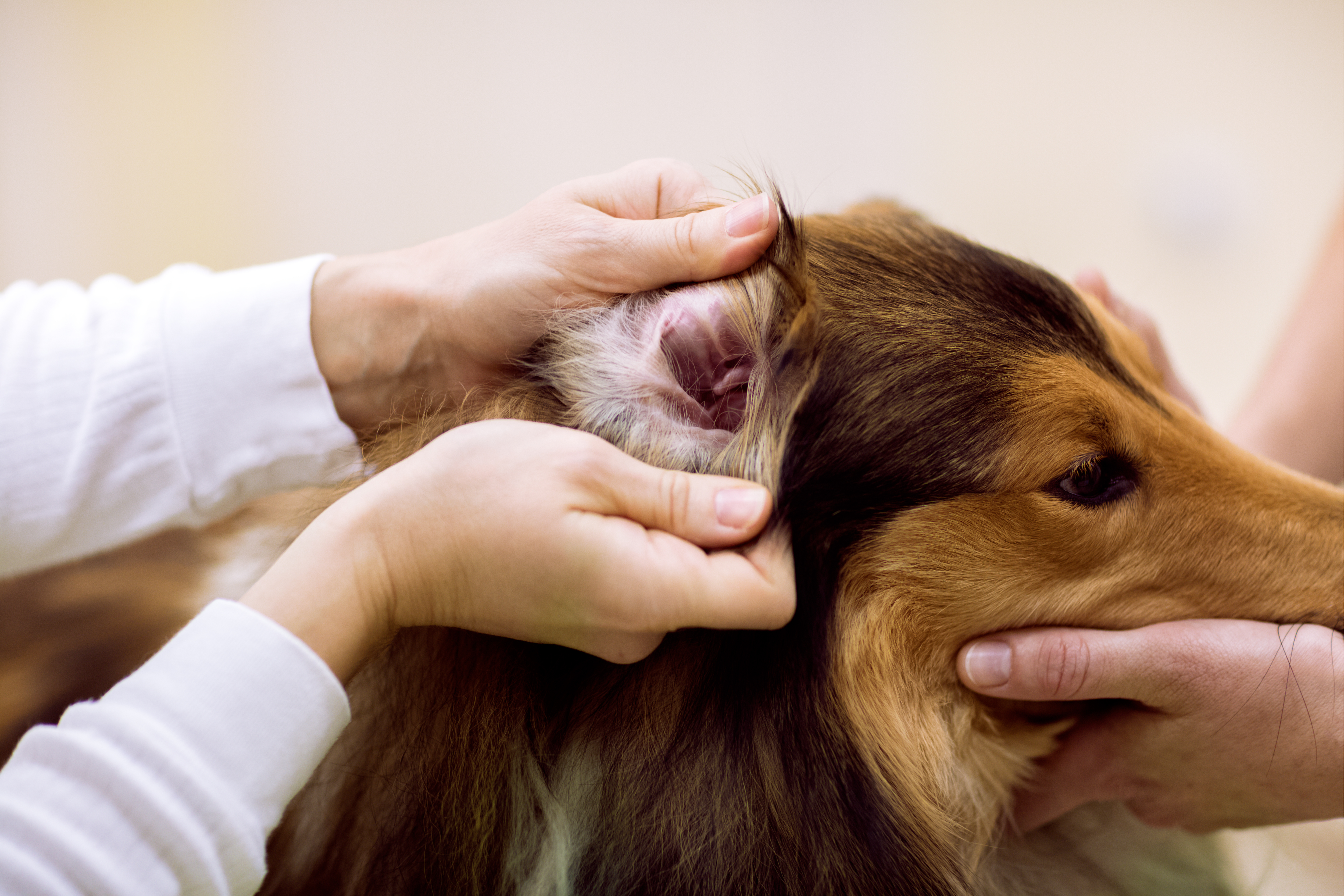 dog ear infection