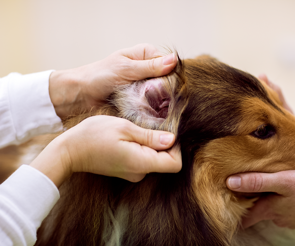Prevent total ear canal ablation in dogs