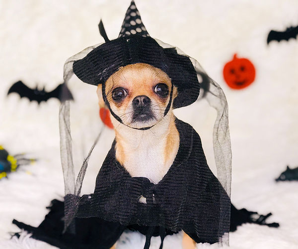A beige/brown chihuahua dog in a witch costume, complete with a witch hat and witch cape/dress, sitting in a white room with Halloween decorations, including 2 bat wall decals, 1 Jack-o-lantern wall decal, and a fake giant spider toy on the floor in the left corner.