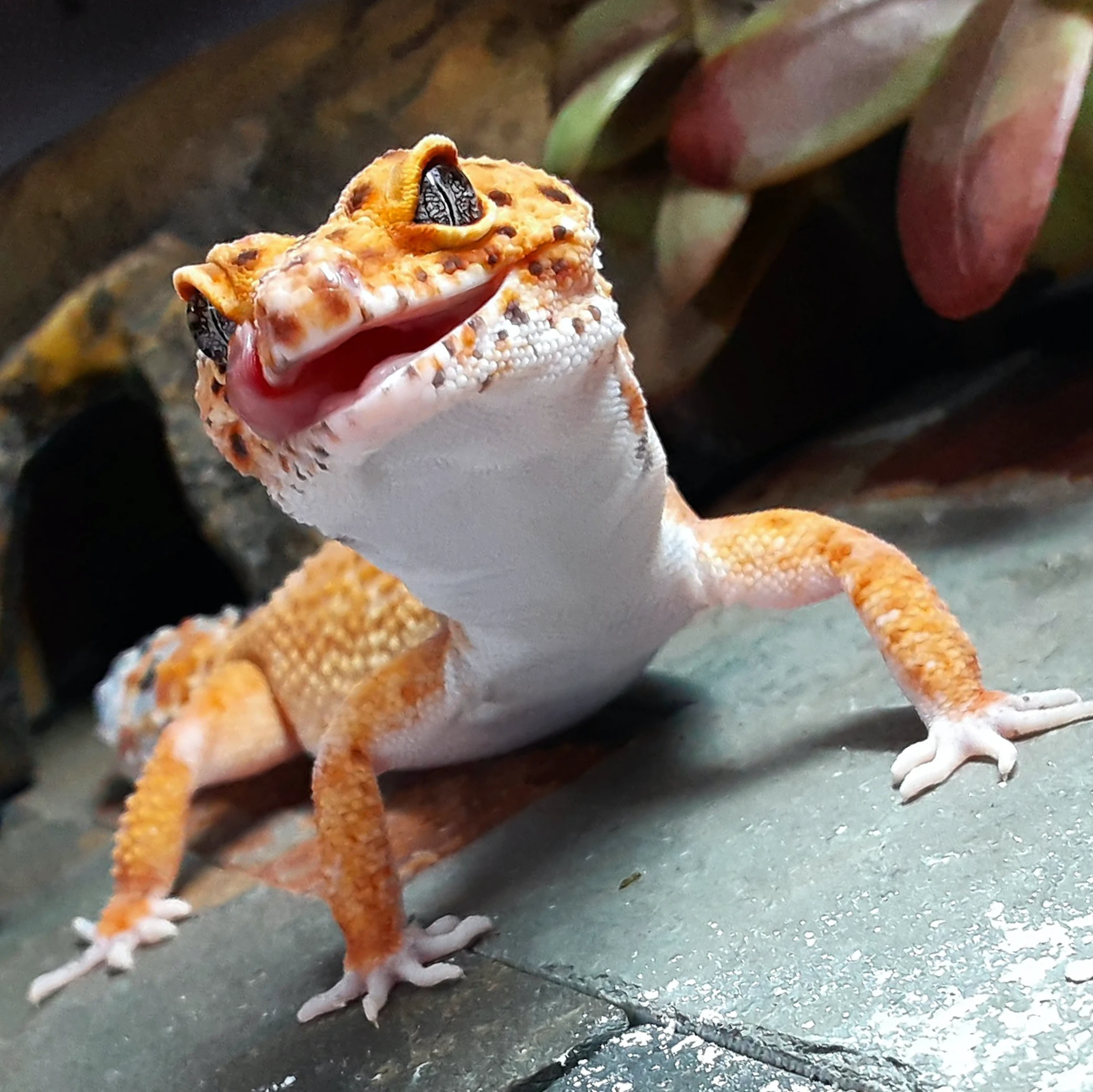 leopard gecko smiling
