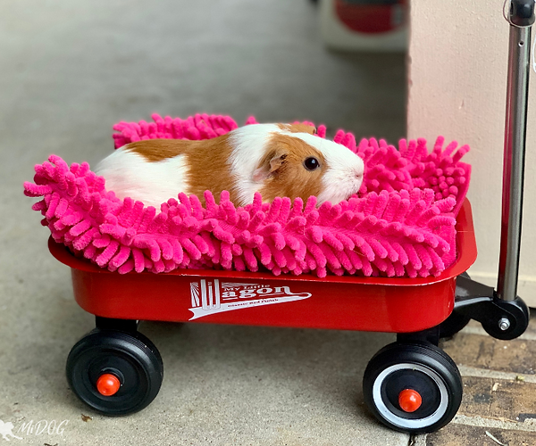 pictures of ringworm on guinea pigs