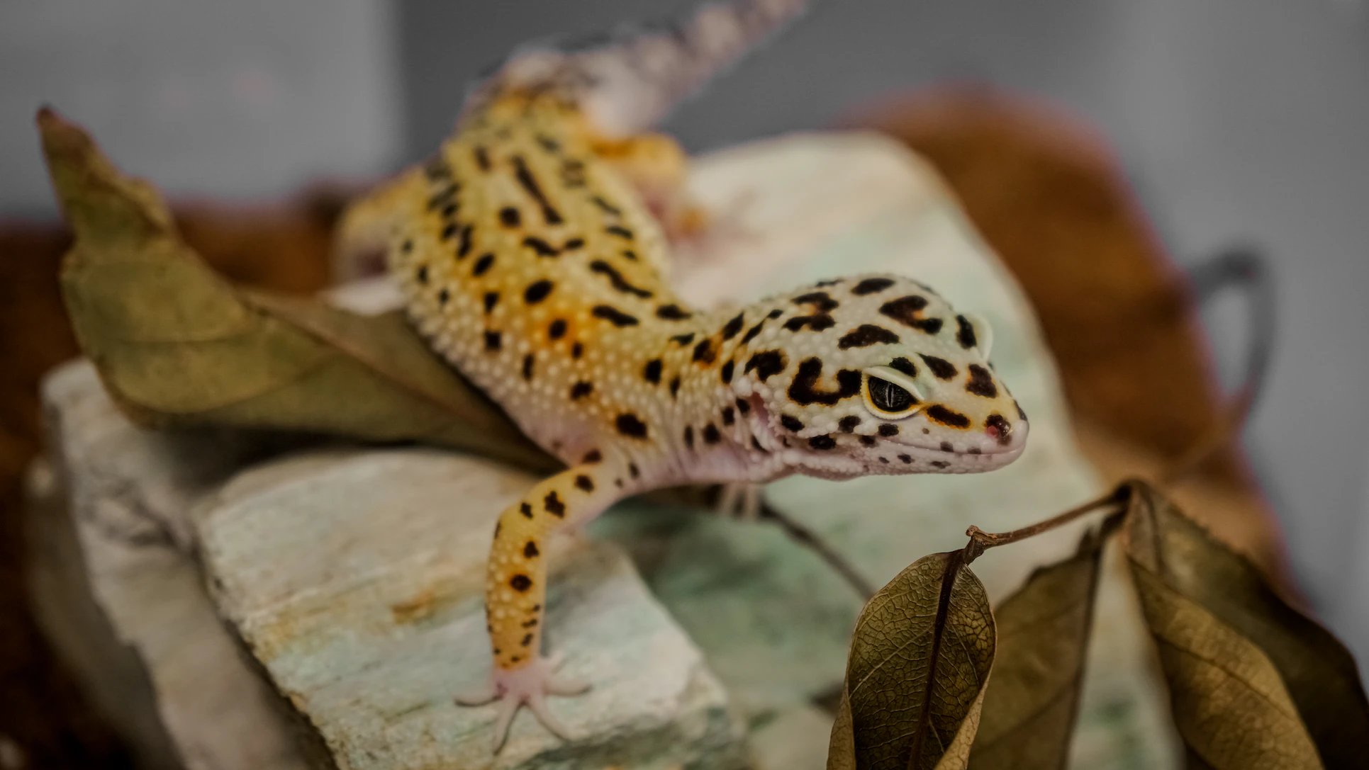 leopard gecko on a rock with leaves