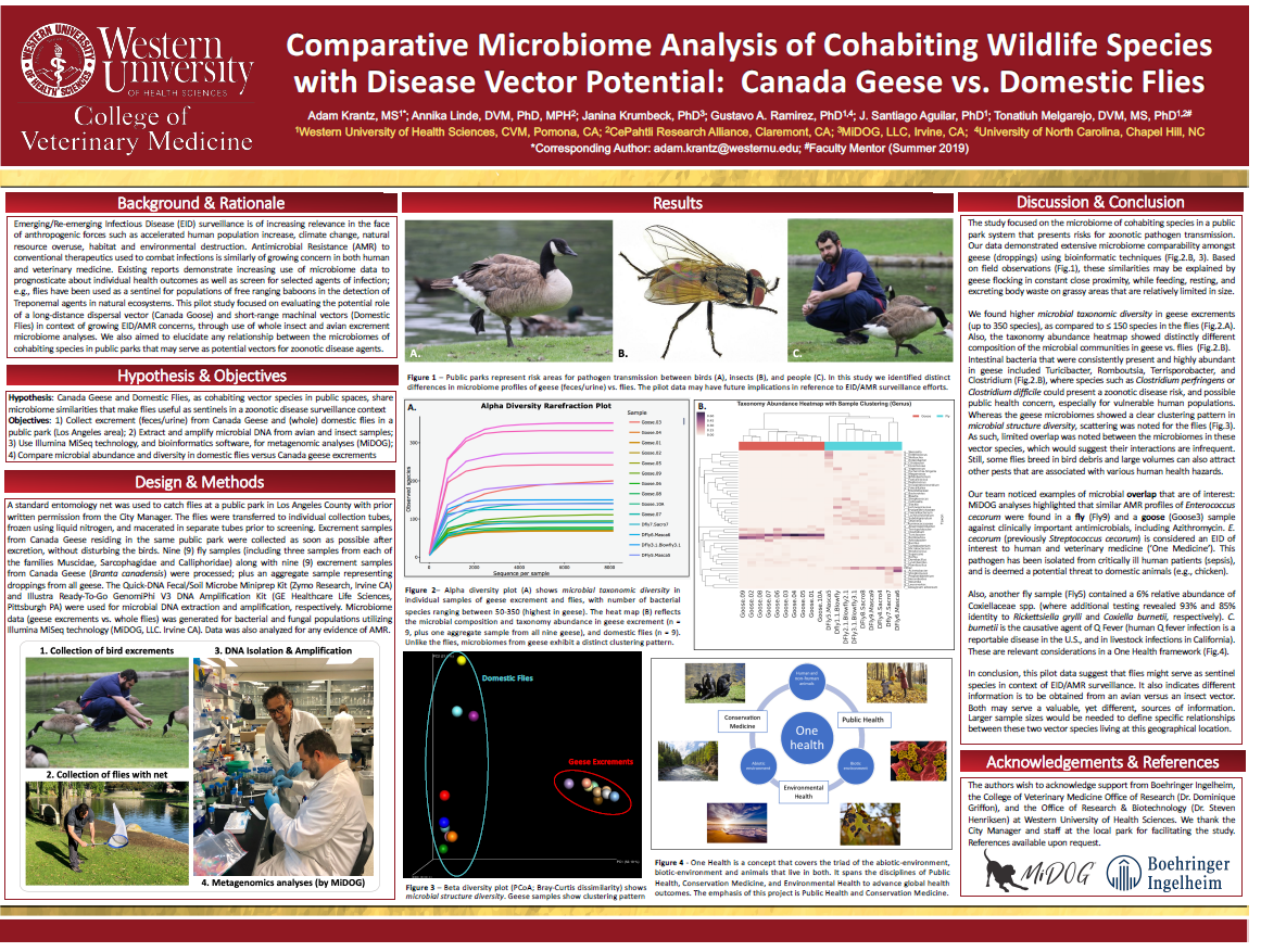 How Flies & Geese May Help the Fight Against Antibiotic Resistance