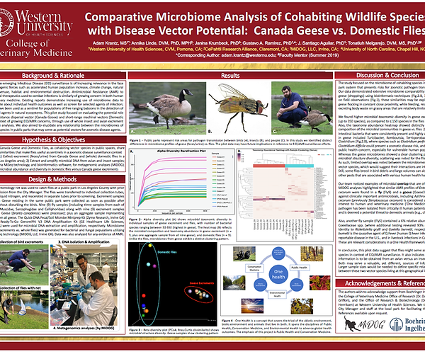 How Flies & Geese May Help the Fight Against Antibiotic Resistance