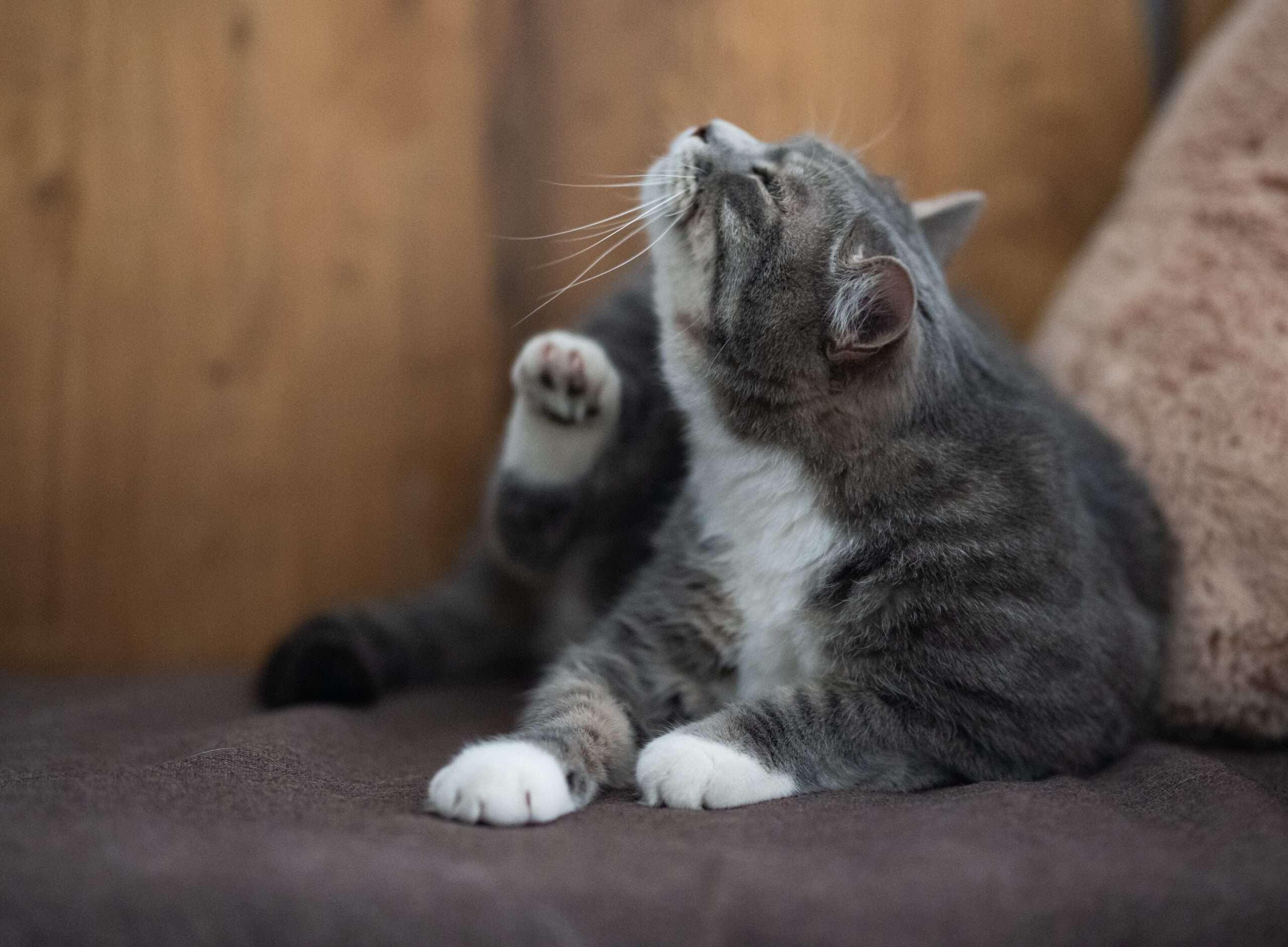 Lumps and Bumps on a Cat’s Skin