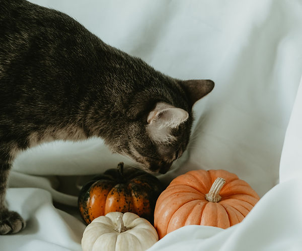 A curious cat on some white sheets investigating 3 mini pumpkins - the smallest pumpkin is white, the medium-sized pumpkin is green and orange, and the largest pumpkin is orange.