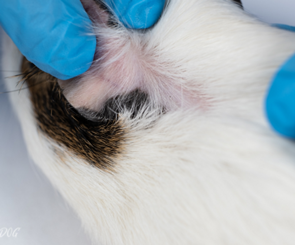 pictures of ringworm on guinea pigs