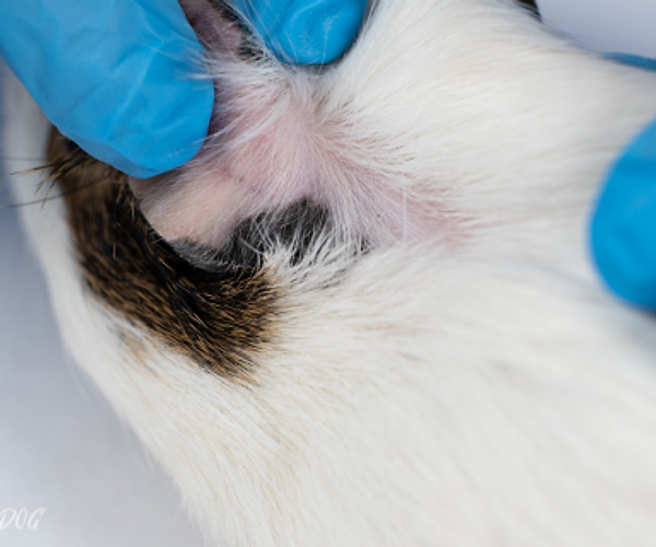 guinea pigs ringworm