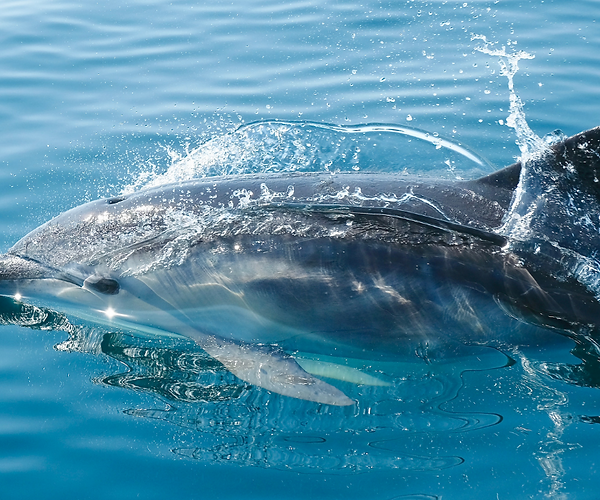 Dolphin GI Infections